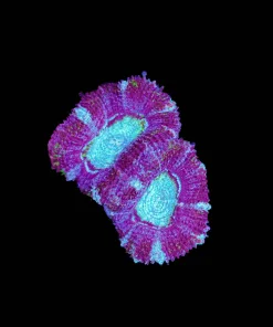 Wysiwyg Acan Frag [F3]