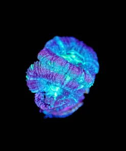 Wysiwyg Acan coral | Small Amount Of Tissue Loss On One Head [F3]