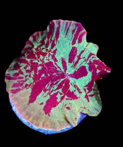 Wysiwyg Jaw Breaker Mushroom [F31] *Free Shipping ! No Minimum Livestock Spend*