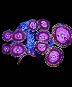 Wysiwyg Tidal Gardens Pink DIamond Zoanthid | Plug Full Of Heads! [F32]