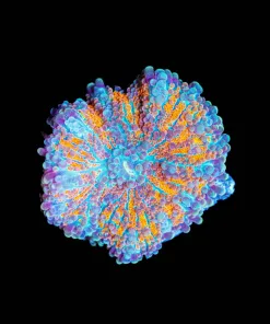 Wysiwyg Ricordea Yuma Mushroom [F33]