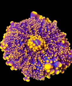 Wysiwyg Glowing Emeber Ricordia Yuma Mushroom [F34]