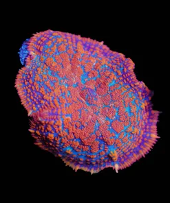 Wysiwyg Rhodactis Mushroom [F35]