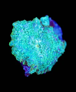 Wysiwyg Mushroom Frag [F36]