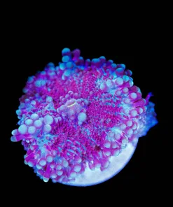 Wysiwyg Ricordea Yuma Mushroom [F36]