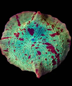 Wysiwyg Jaw Breaker Mushroom [F38] *Free Shipping ! No Minimum Livestock Spend*