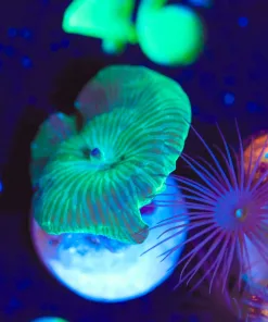 Wysiwyg Green Serpent Mushroom Frag [F39]