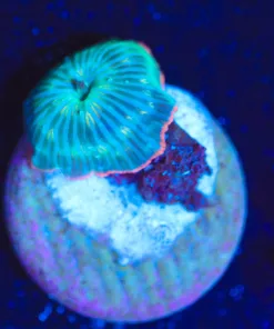 Wysiwyg Tiny PInk Rimmed Mushroom [F40]