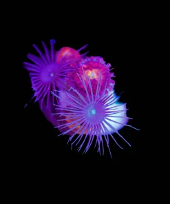 Wysiwyg Zoanthid Mix Tiny Frag [F40]
