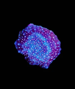 Wysiwyg Unique REd BUmpey Disco MUshroom Small [F41]