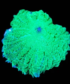 Wysiwyg SUPER Bright Green Mushroom Frag [F43]