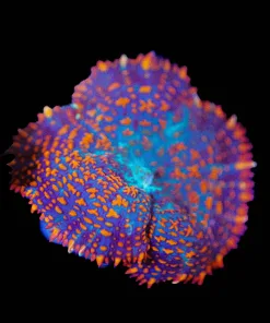 Wysiwyg Rhodactis Mushroom [F43]