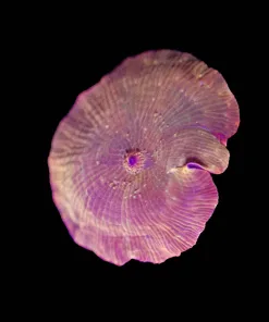 Wysiwyg Iron Man Mushroom [F44]