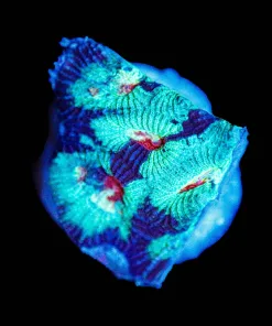 Wysiwyg TINY Favia Frag [F45]