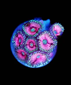 Wysiwyg Hot Pink Zoanthid Frag [F46]