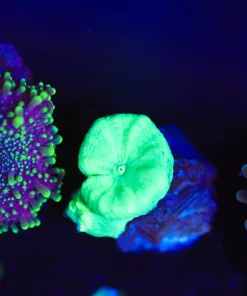 Wysiwyg SMall Trumpet Coral [F48]
