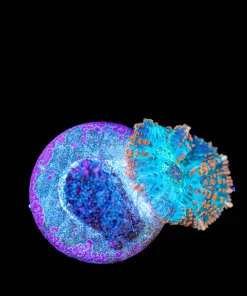 Wysiwyg Mushroom Frag [F5]