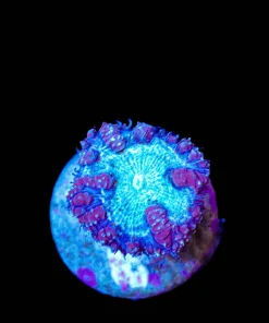 Wysiwyg Blueberry Blastomussa [F5]