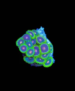 Wysiwyg Ninja Turtle Zoanthid [F51]