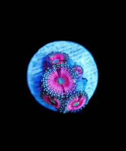 Wysiwyg Cat Eye Pink Zoanthids [F52]