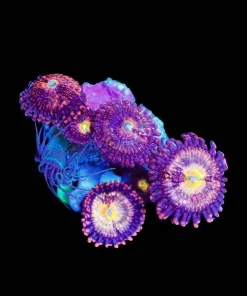 Wysiwyg Pineapple Express Zoanthid [F52]