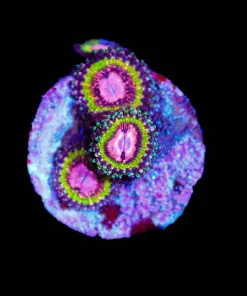 Wysiwyg Queen Krak Zoanthid Frag [F53]