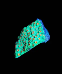 Wysiwyg Cat Eye Pink Zoanthid [F53]