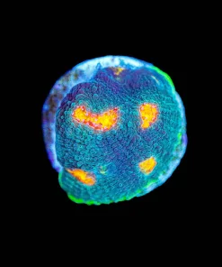Wysiwyg My Miami Chalice Frag [F55]