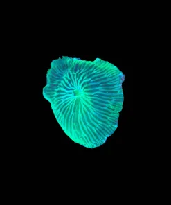 Wysiwyg Green Serpent Mushroom Frag [F55]