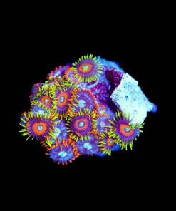 Wysiwyg Mixed Zoanthids Frag [F56]