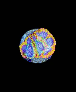 Wysiwyg Raptor Rainbow Favia Frag [F57]