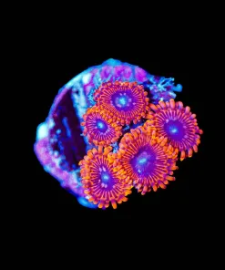 Wysiwyg VDM Zoanthid Frag Small [F57]