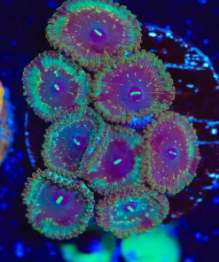 Wysiwyg Hawaiin Zoa Frag | Lots Of Heads [F58]
