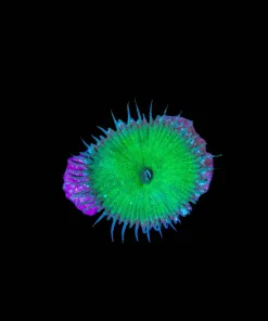 Wysiwyg Green Death Zoanthid Small [F59]