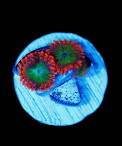 Wysiwyg 2x Electric Oompa Loompa Zoas |Rare [F62]