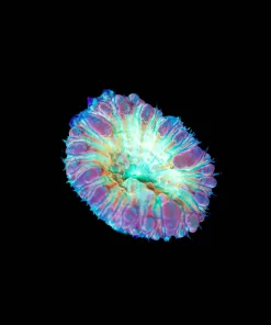 Wysiwyg Blastomussa [F63]