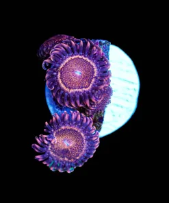 Wysiwyg Orange Death Star x 3 | Rare [F63]