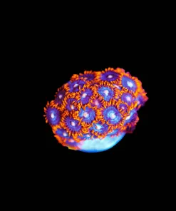 Wysiwyg Fire n Ice Zoanthids [F64]