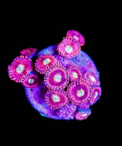 Wysiwyg Pink Infusion Zoa Frag [F64]