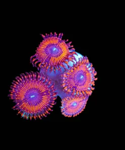 Wysiwyg Lava Zoanthids Frag [F65]