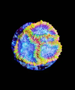 Wysiwyg Raptor Rainbow Favia [F67]