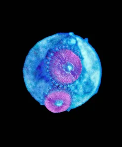 Wysiwyg MICRO Sized Zoa Frag [F69]