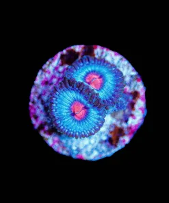 Wysiwyg Miami Vice Zoas x 2 | Rare [F69]