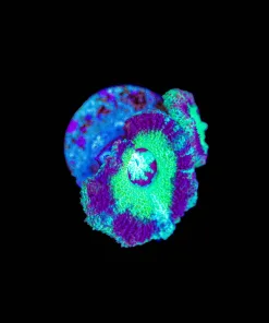 Wysiwyg Small Acan Fraf [F7]