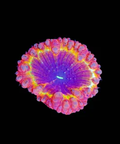 Wysiwyg Crazy Blastomussa Frag [F7]