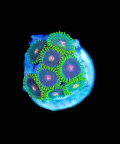 Wysiwyg Ninja Turtle Zoanthid smALL [F70]
