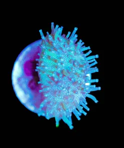 Wysiwyg Toadstool Leather Frag [F70]