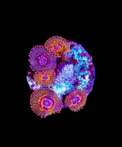 Wysiwyg Reverse Hallucination Zoas [F71]