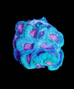 Wysiwyg Cotton Candy Micromussa [F71]