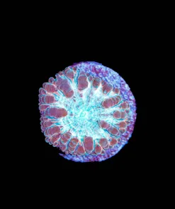 Wysiwyg Blastomussa Frag [F72]